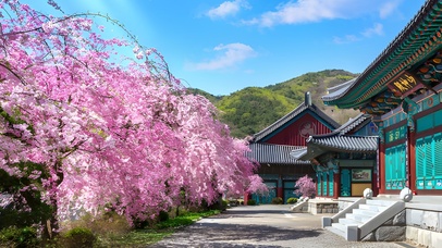 4k山神庙外樱花
