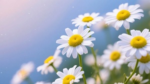 阳光下的洋甘菊