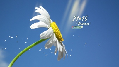 4k高清温暖小花系列