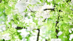 治愈唯美清新落花