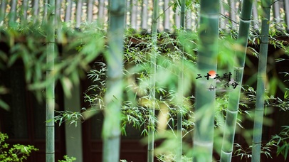 4K 竹林清风