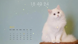白色猫咪