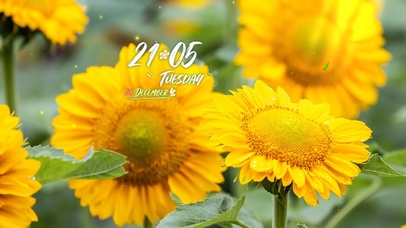 4k高清阳光向日葵风景系列