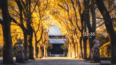 4K秋天古寺黄叶