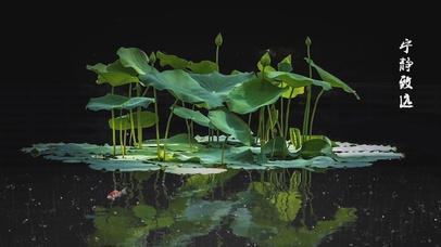 宁静致远护眼雨中荷花