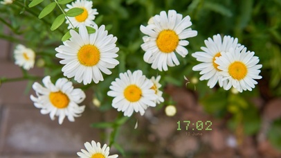 唯美治愈小雏菊