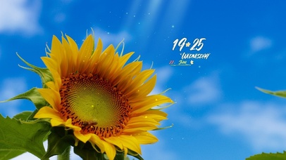 4k高清治愈向日葵