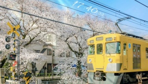 浪漫樱花