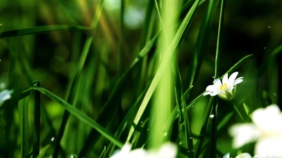 绿竹护眼小野花
