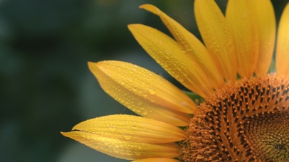 你也喜欢向日葵吗