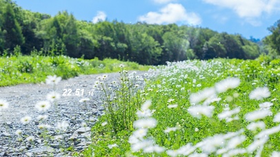 4K唯美治愈山间雏菊小路