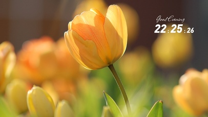 4k高清郁金香风景桌面