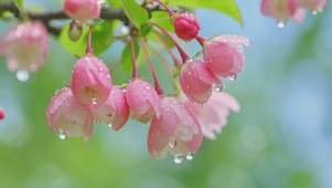 护眼花朵风景