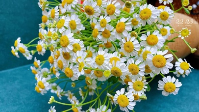清新小雏菊