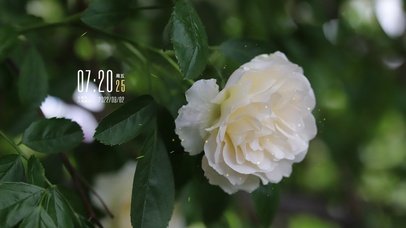 4k高清治愈小清新系列