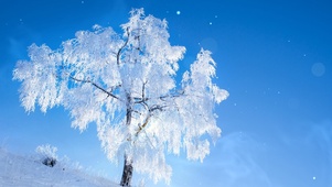 冰雪树枝