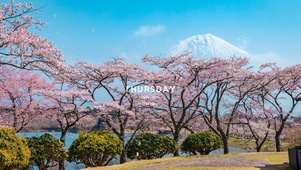 唯美富士山下樱花（带真实时间）
