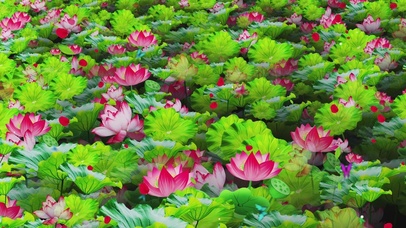 唯美的荷塘荷花