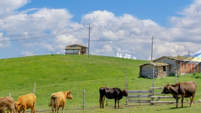 4K治愈蓝天草原牛儿