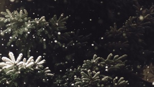 雪松