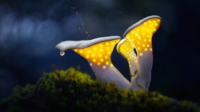 丛林深处の蘑菇