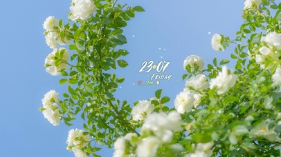 4K唯美治愈夏日蔷薇花绽放