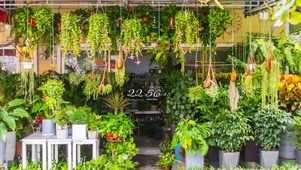 6K 治愈清新护眼花店