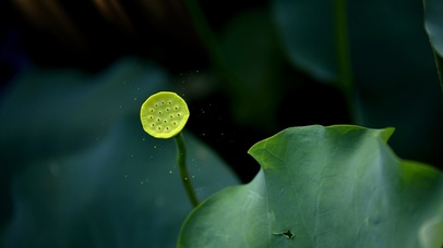 治愈荷塘莲蓬