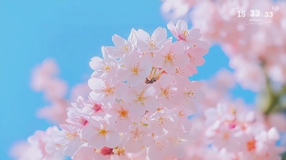 4k无缝循环唯美治愈的春日樱花