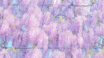 唯美治愈梦幻紫藤