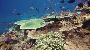唯美海底世界
