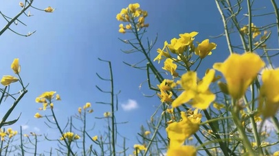 油菜花