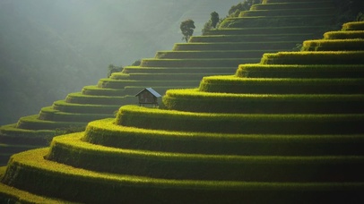 Rice Field
