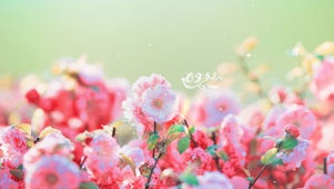 粉色鲜花