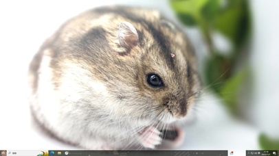 超萌小仓鼠吃东西