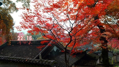 唯美枫叶