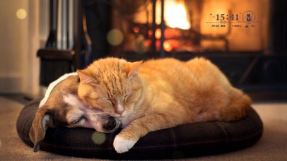 碎觉觉滴狗狗和猫猫