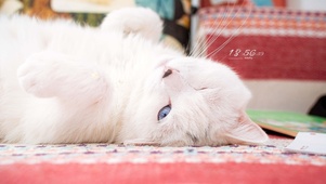 4K治愈可爱小猫wink