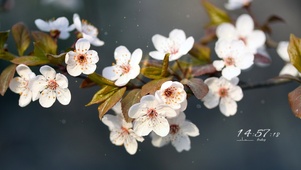 治愈唯美白色樱花