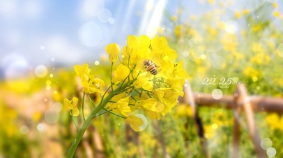 4k 治愈唯美清新油菜花