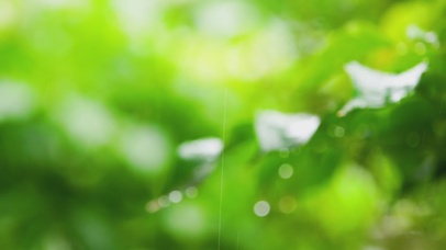 下雨天 护眼绿叶