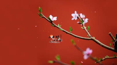 春分桃花开