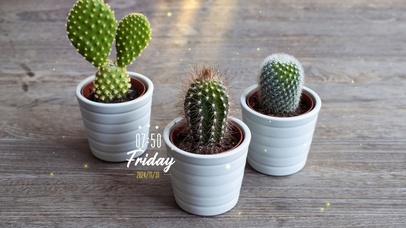 简约小清新绿植盆栽桌面