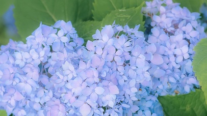 唯美春天鲜花盛开