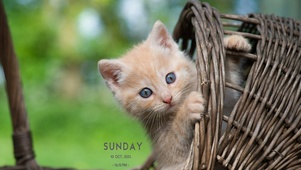可爱猫咪幼崽