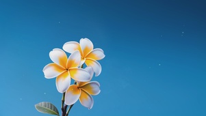 栀子花开
