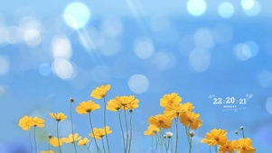 小清新 雏菊