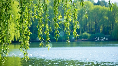 护眼湖面垂柳