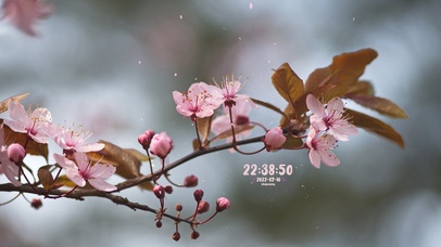 清新治愈花儿盛开