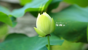 唯美护眼荷花